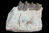 Hyracodon (Running Rhino) Jaw Section - South Dakota #80152-1